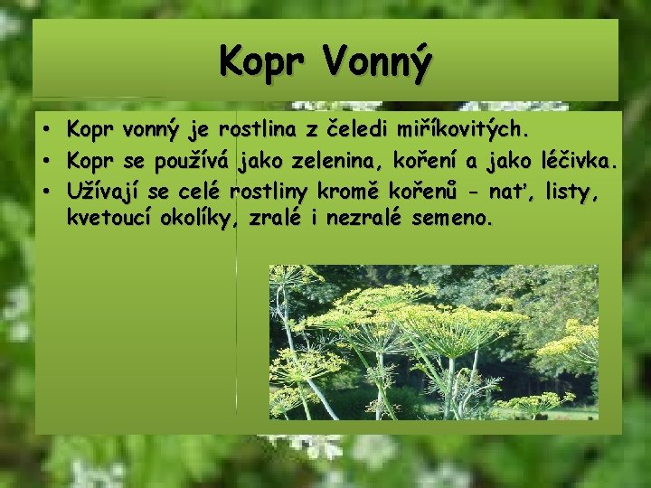 Kopr Vonný • • • Kopr vonný je rostlina z čeledi miříkovitých. Kopr se