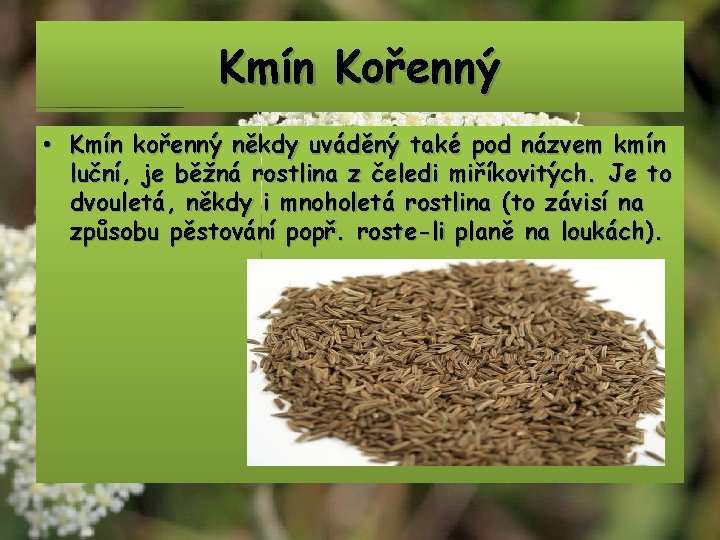 Kmín Kořenný • Kmín kořenný někdy uváděný také pod názvem kmín luční, je běžná