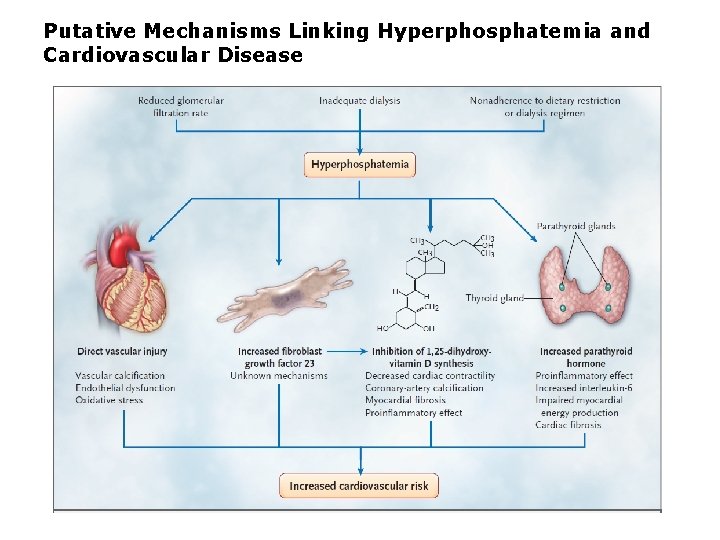 Putative Mechanisms Linking Hyperphosphatemia and Cardiovascular Disease Putative Mechanisms Linking Hyperphosphatemia and Cardiovascular Disease