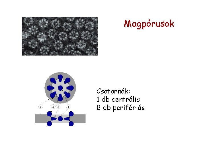 Magpórusok Csatornák: 1 db centrális 8 db perifériás 