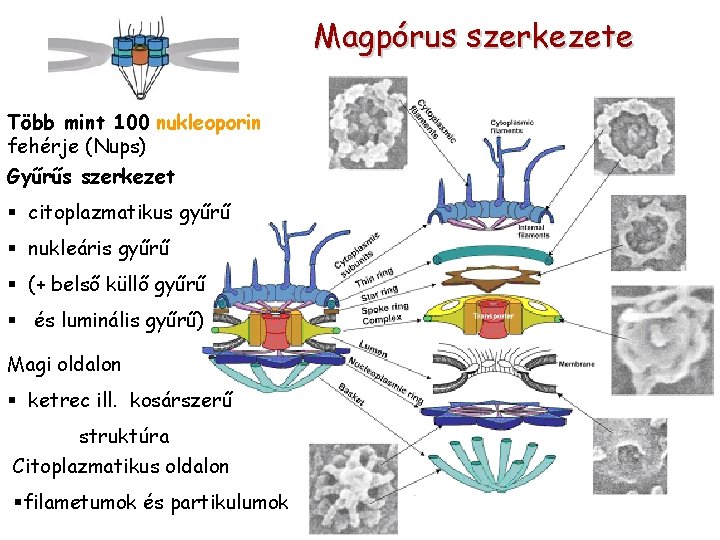 Magpórus szerkezete Több mint 100 nukleoporin fehérje (Nups) Gyűrűs szerkezet § citoplazmatikus gyűrű §