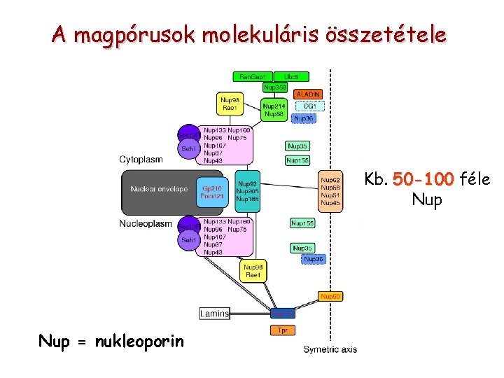 A magpórusok molekuláris összetétele Kb. 50 -100 féle Nup = nukleoporin 