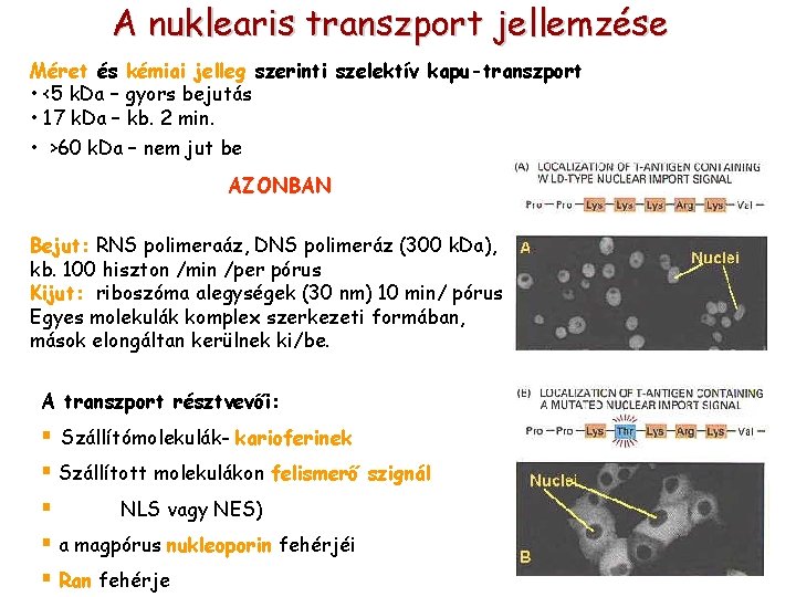 A nuklearis transzport jellemzése Méret és kémiai jelleg szerinti szelektív kapu-transzport • <5 k.