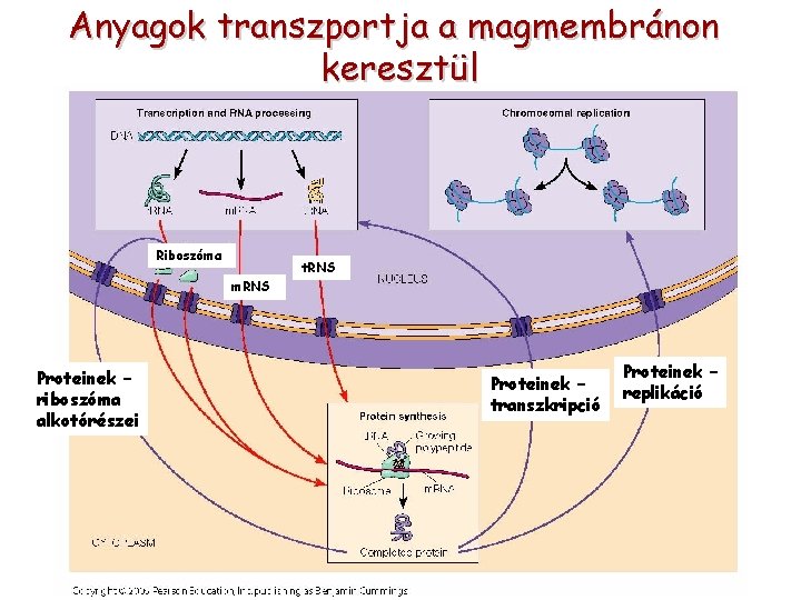 Anyagok transzportja a magmembránon keresztül Riboszóma t. RNS m. RNS Proteinek – riboszóma alkotórészei