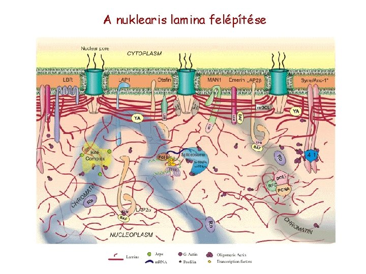 A nuklearis lamina felépítése 