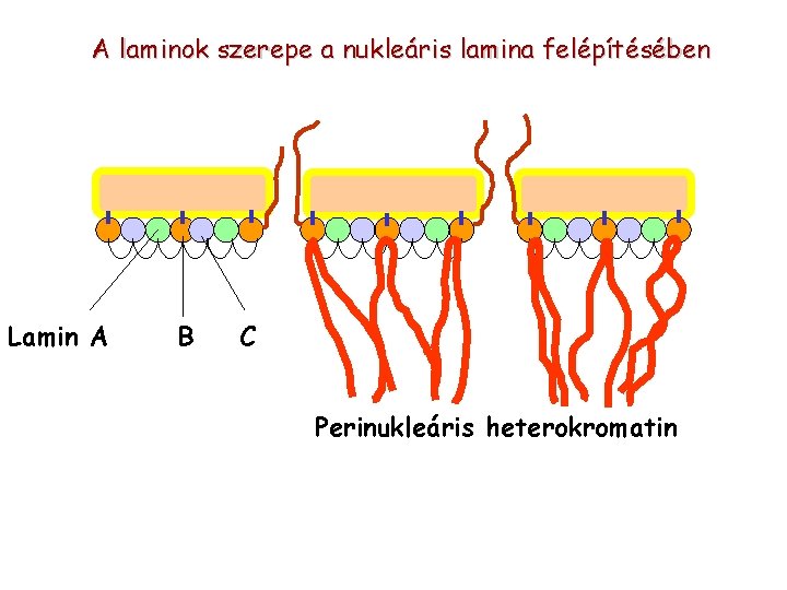 A laminok szerepe a nukleáris lamina felépítésében Lamin A B C Perinukleáris heterokromatin 