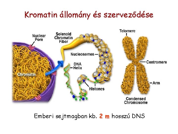 Kromatin állomány és szerveződése Emberi sejtmagban kb. 2 m hosszú DNS 