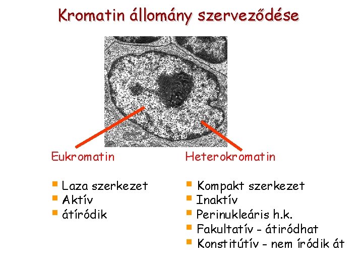 Kromatin állomány szerveződése Eukromatin Heterokromatin § Laza szerkezet § Aktív § átíródik § Kompakt