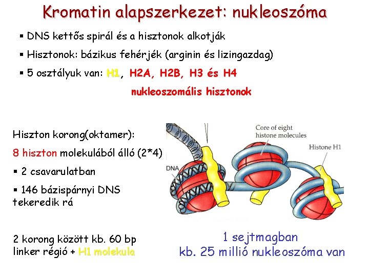 Kromatin alapszerkezet: nukleoszóma § DNS kettős spirál és a hisztonok alkotják § Hisztonok: bázikus