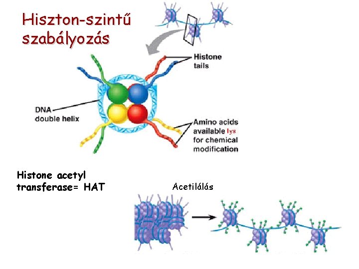 Hiszton-szintű Hiszton szabályozás Histone acetyl transferase= HAT Acetilálás 
