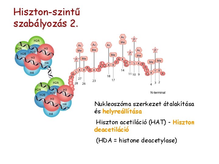 Hiszton-szintű szabályozás 2. Nukleoszóma szerkezet átalakítása és helyreállítása Hiszton acetiláció (HAT) - Hiszton deacetiláció