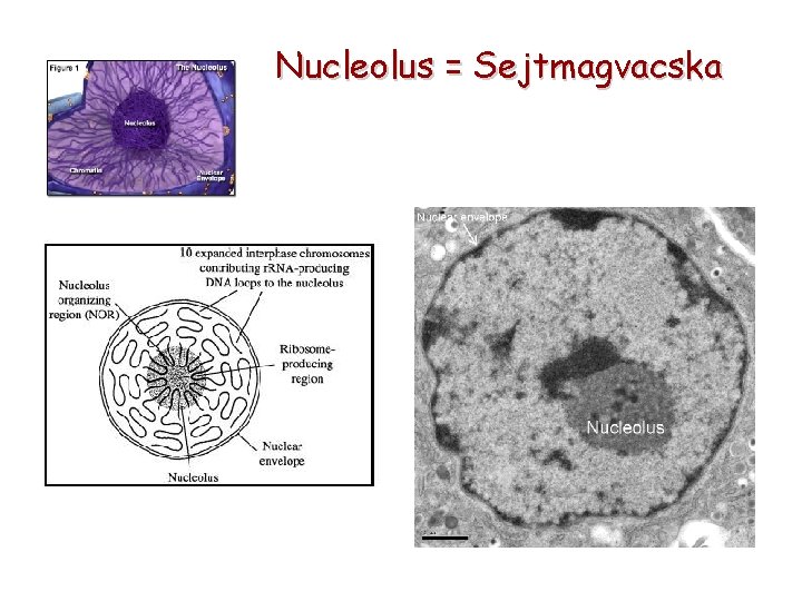 Nucleolus = Sejtmagvacska 