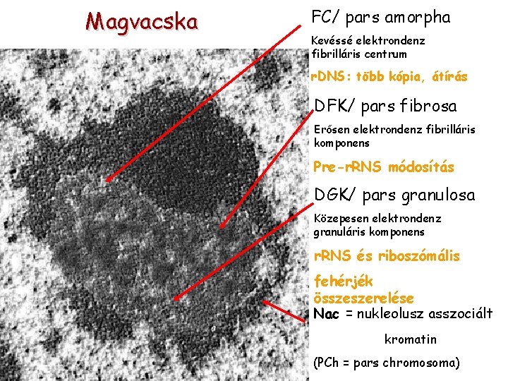 Magvacska FC/ pars amorpha Kevéssé elektrondenz fibrilláris centrum r. DNS: több kópia, átírás DFK/