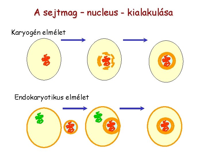 A sejtmag – nucleus - kialakulása Karyogén elmélet Endokaryotikus elmélet 