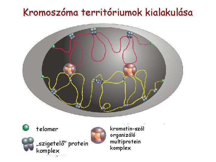 Kromoszóma territóriumok kialakulása telomer „szigetelő” protein komplex kromatin-szál organizáló multiprotein komplex 