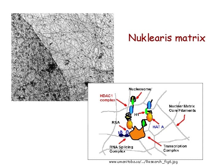 Nuklearis matrix www. umanitoba. ca/. . . /Research_fig 6. jpg 