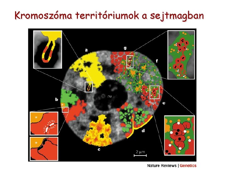 Kromoszóma territóriumok a sejtmagban 