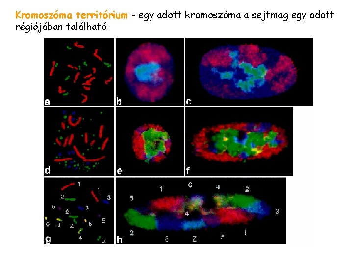 Kromoszóma territórium - egy adott kromoszóma a sejtmag egy adott régiójában található 