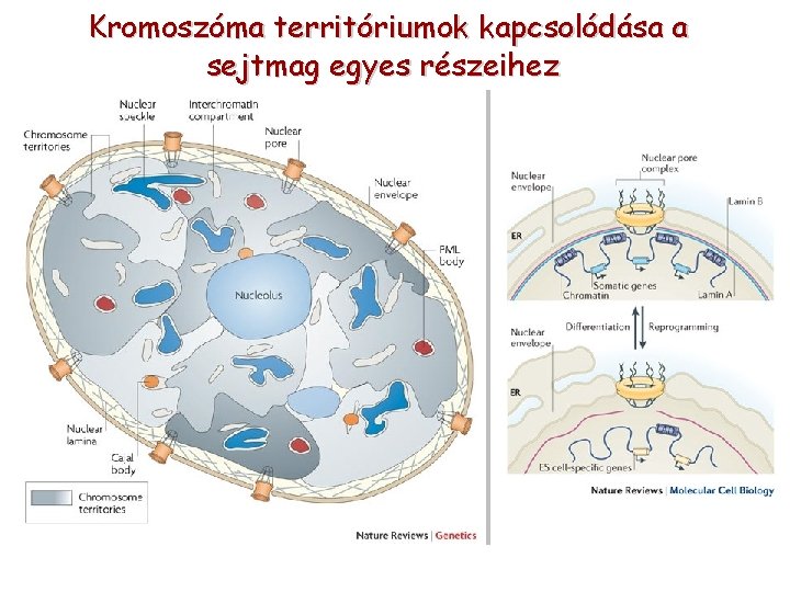 Kromoszóma territóriumok kapcsolódása a sejtmag egyes részeihez 