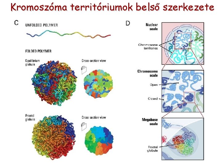 Kromoszóma territóriumok belső szerkezete 