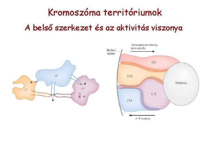 Kromoszóma territóriumok A belső szerkezet és az aktivitás viszonya 
