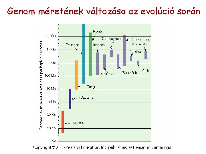 Genom méretének változása az evolúció során 