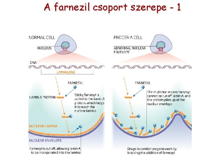 A farnezil csoport szerepe - 1 