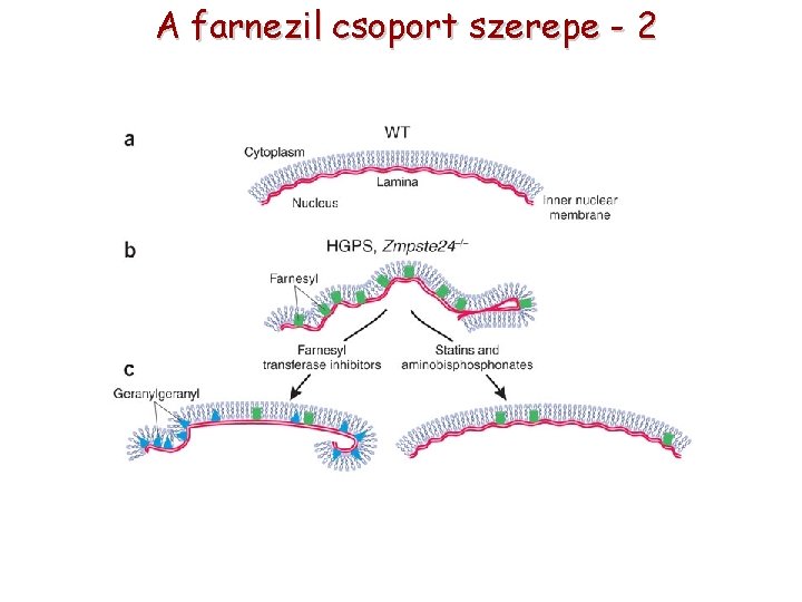 A farnezil csoport szerepe - 2 