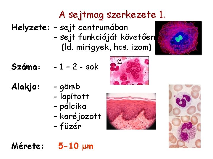 A sejtmag szerkezete 1. Helyzete: - sejt centrumában - sejt funkcióját követően (ld. mirigyek,