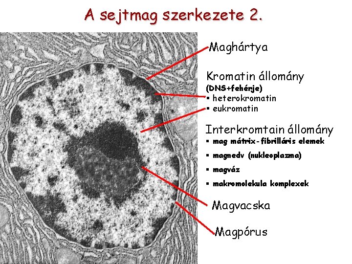 A sejtmag szerkezete 2. Maghártya Kromatin állomány (DNS+fehérje) § heterokromatin § eukromatin Interkromtain állomány