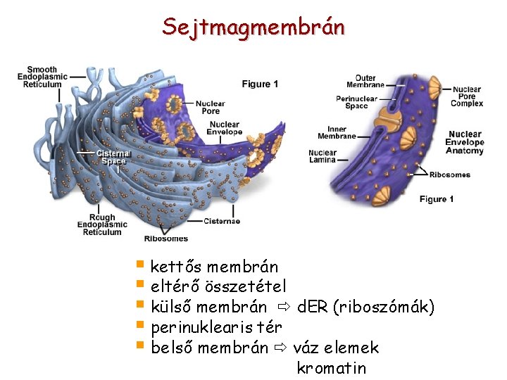 Sejtmagmembrán § kettős membrán § eltérő összetétel § külső membrán d. ER (riboszómák) §