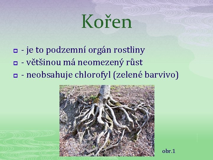 Kořen p p p - je to podzemní orgán rostliny - většinou má neomezený