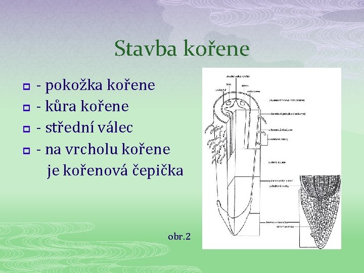 Stavba kořene - pokožka kořene p - kůra kořene p - střední válec p