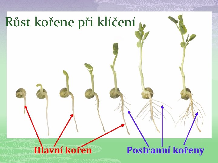 Růst kořene při klíčení Hlavní kořen Postranní kořeny 