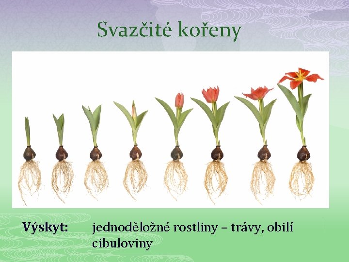 Svazčité kořeny Výskyt: jednoděložné rostliny – trávy, obilí cibuloviny 