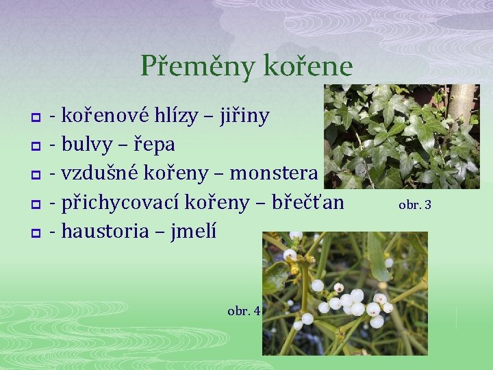 Přeměny kořene p p p - kořenové hlízy – jiřiny - bulvy – řepa