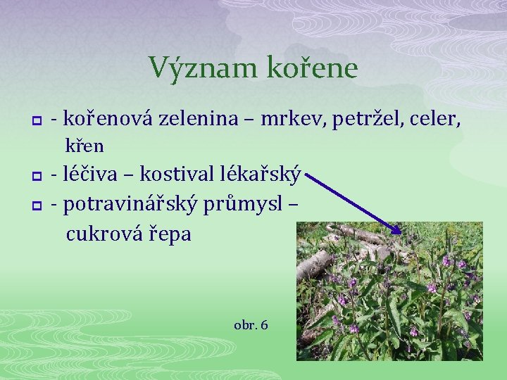 Význam kořene p - kořenová zelenina – mrkev, petržel, celer, křen - léčiva –