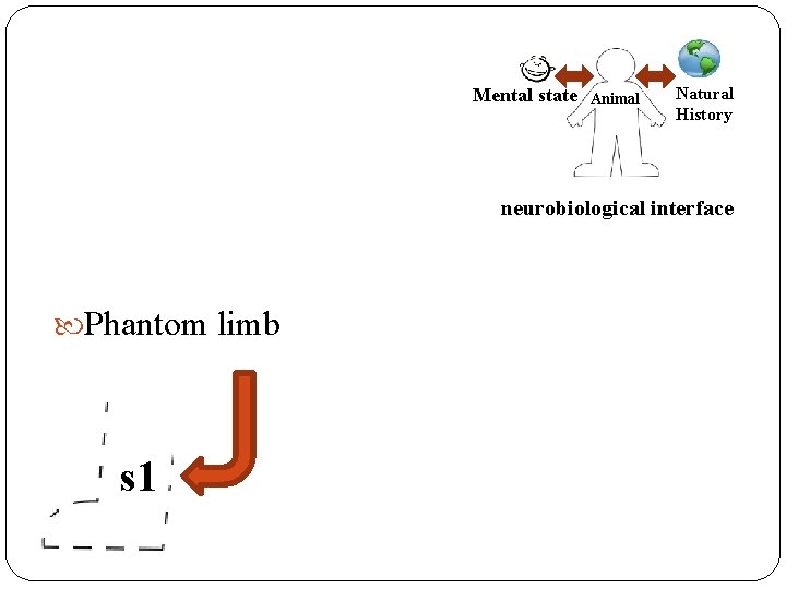 Mental state t 1 Animal Natural History s 1 neurobiological interface Phantom limb s