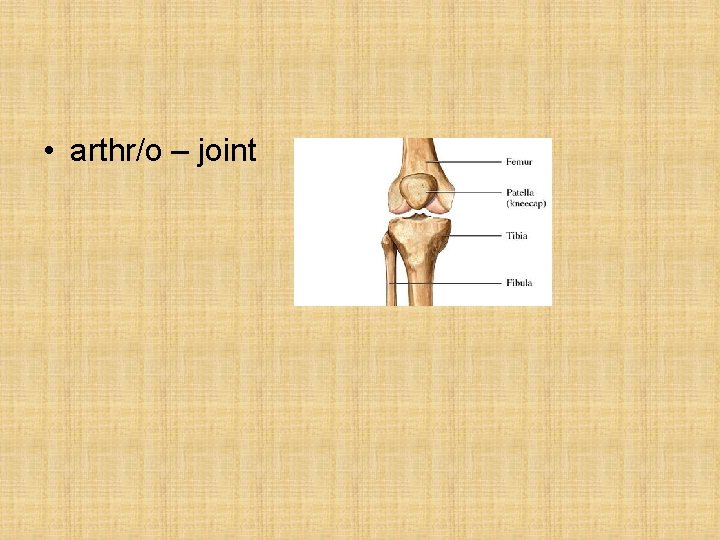 • arthr/o – joint • arthr/o – joint