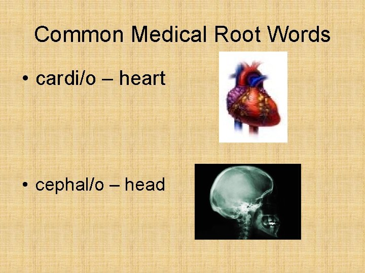 Common Medical Root Words • cardi/o – heart • cephal/o – head Common Medical Root Words • cardi/o – heart • cephal/o – head