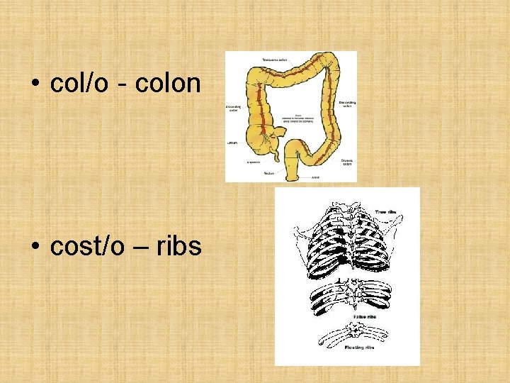 • col/o - colon • cost/o – ribs • col/o - colon • cost/o – ribs