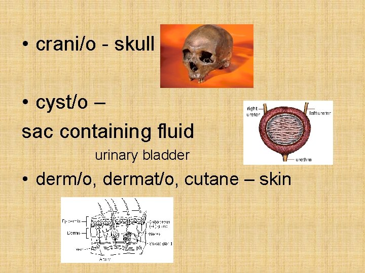  • crani/o - skull • cyst/o – sac containing fluid urinary bladder •