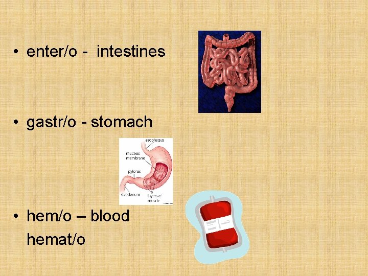 • enter/o - intestines • gastr/o - stomach • hem/o – blood hemat/o • enter/o - intestines • gastr/o - stomach • hem/o – blood hemat/o