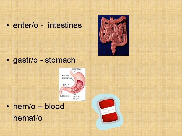  • enter/o - intestines • gastr/o - stomach • hem/o – blood hemat/o