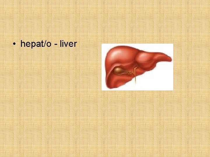 • hepat/o - liver • hepat/o - liver