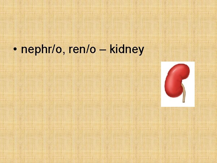  • nephr/o, ren/o – kidney 