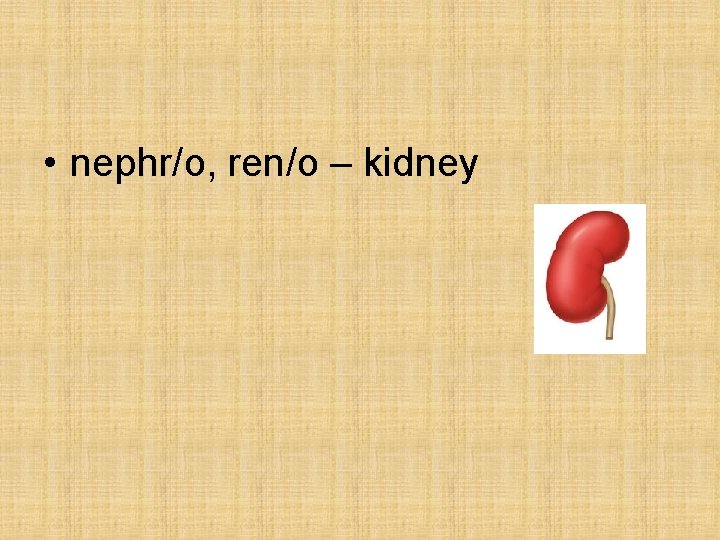 • nephr/o, ren/o – kidney • nephr/o, ren/o – kidney