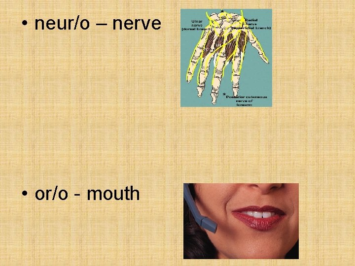  • neur/o – nerve • or/o - mouth 
