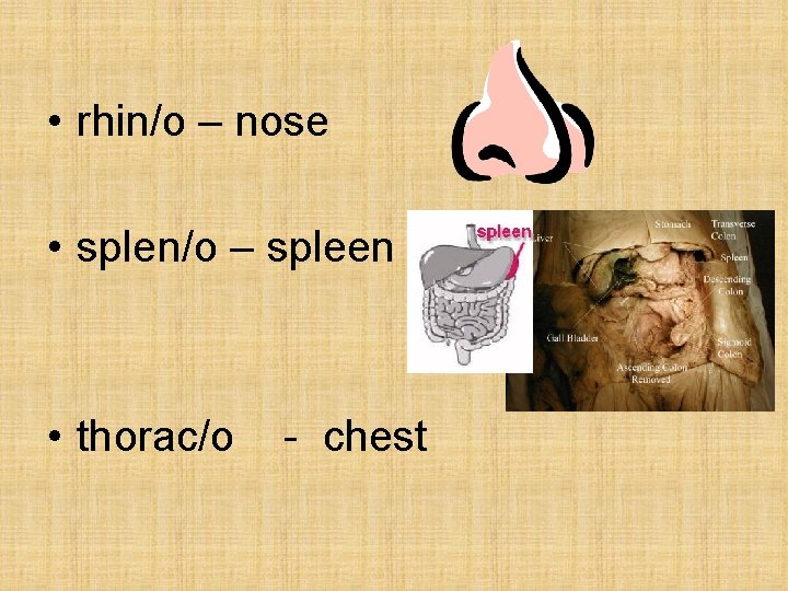 • rhin/o – nose • splen/o – spleen • thorac/o - chest • rhin/o – nose • splen/o – spleen • thorac/o - chest