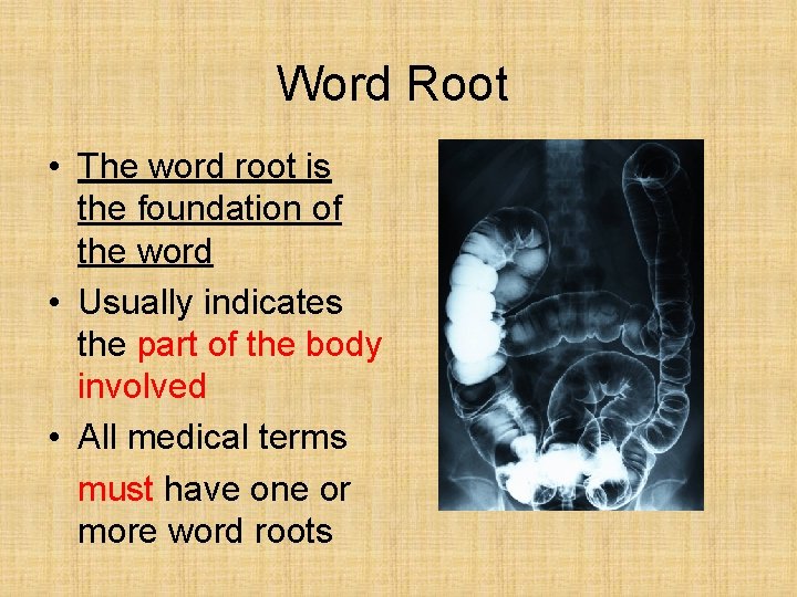 Word Root • The word root is the foundation of the word • Usually